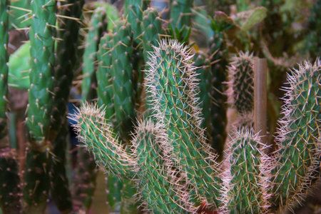 Many small round cacti in the ground, family.