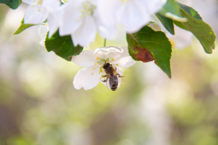 Bee in Flight. Bee on a white flower.