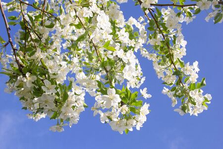 Blooming Apple tree with white flowers against a blue sky, close-up of a beautiful spring Apple tree against a blue sky, a shallow fieldの写真素材