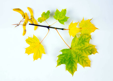 Autumn yellow maple branch on a white background. Autumn maple branch isolated on white backgroundの写真素材