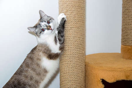 A cat in a cat house. The cat is resting in his house.の写真素材