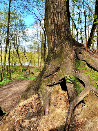 The roots of an old tree. A hole in the roots of a tree. Tree in the forest close-upの写真素材