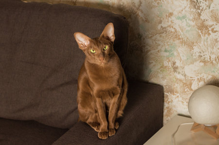 A brown Oriental cat sits gracefully on the sofa.の写真素材
