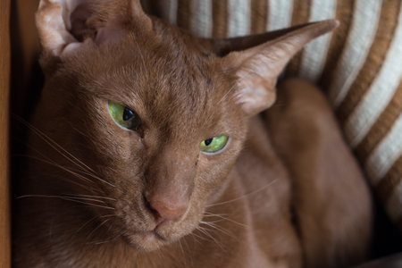 Portrait of a brown oriental cat. A cat with green eyes in close-upの写真素材