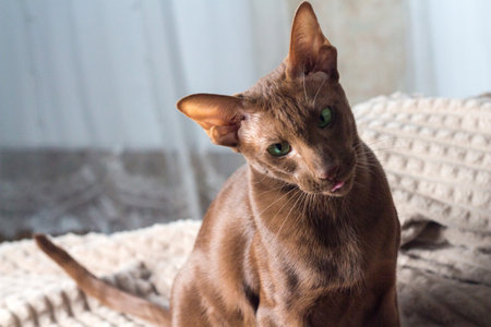 The cat shows its tongue. Brown Oriental catの写真素材