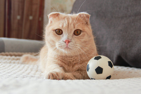 Cute red-haired Munchkin cat playing with a ballの写真素材