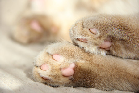 Cats paws and nose close-up. Cute photo of a Munchkin cat