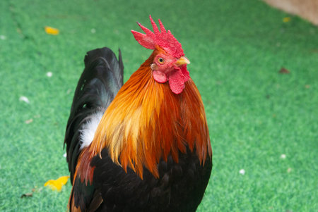 colorful rooster in the dark and white background Stock Photo