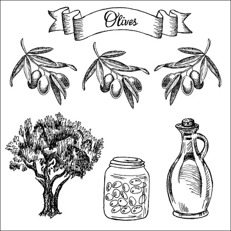 olives  set of vector sketchesのイラスト素材