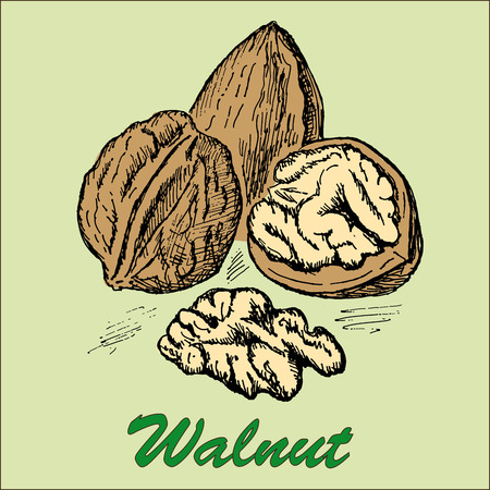 nut walnutのイラスト素材