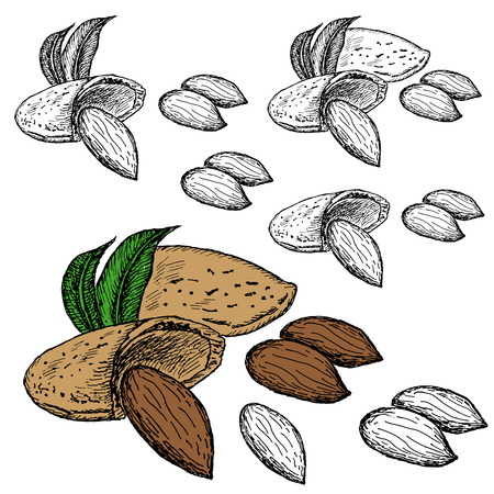 nut almondのイラスト素材