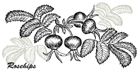 rosehipsのイラスト素材