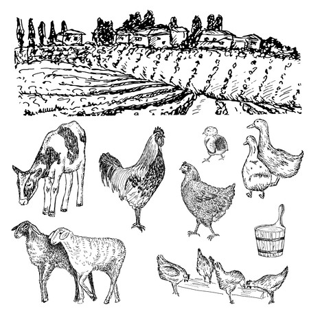 farm, cow, chicken, sheep hand drawn illustrationのイラスト素材