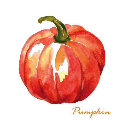Watercolor pumpkin. Hand painted realistic illustration. Vintage design eco natural food on white background.のイラスト素材