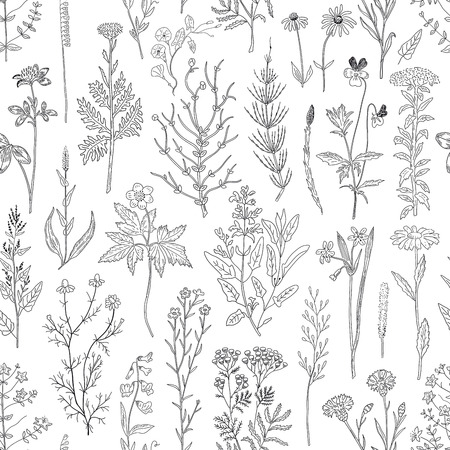 Hand drawn sketch herbs and flowers vintage seamless pattern. Vector illustration background.のイラスト素材