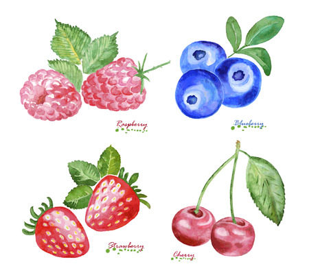 Watercolor Berries on white background.のイラスト素材