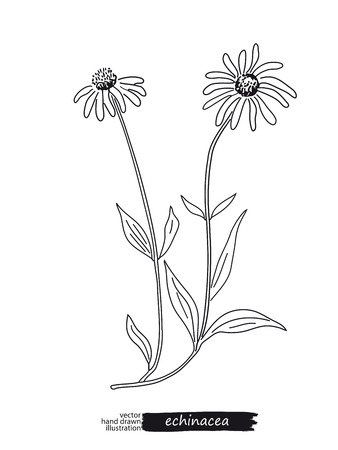 Echinacea isolated vector sketchのイラスト素材