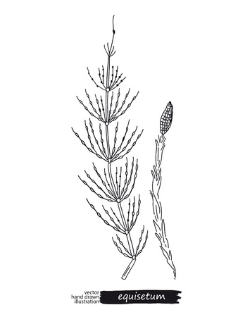 Equisetum isolated vector sketchのイラスト素材