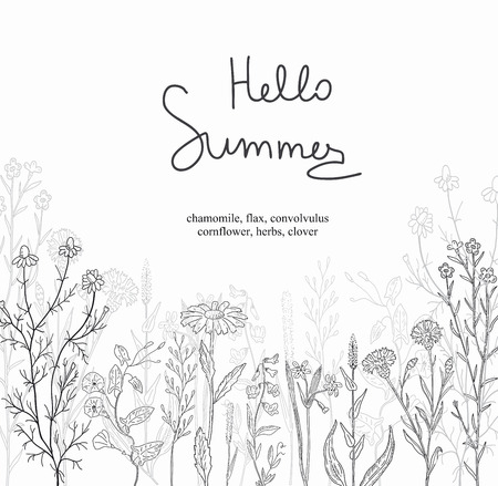 Postcard of a herbs and wild flowers. Black and white.のイラスト素材