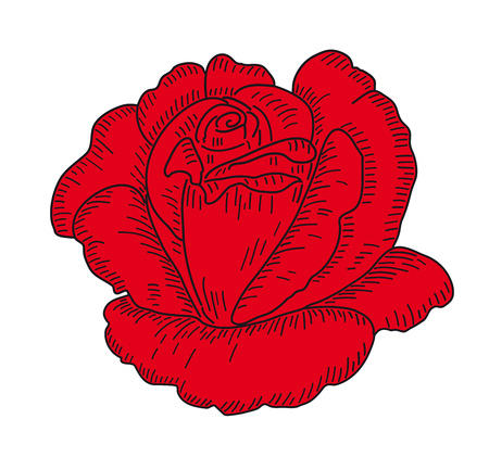 Beautiful red rose Vector illustration.のイラスト素材