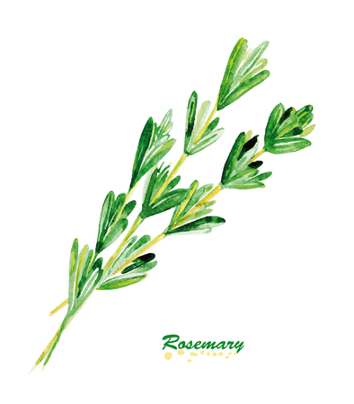 Watercolor twig of rosemary. Vector illustration.のイラスト素材