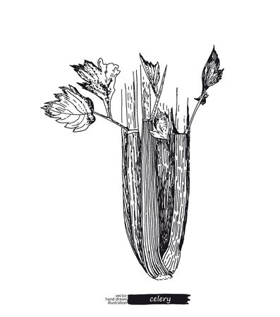 Celery isolated on white background. Line art style.のイラスト素材