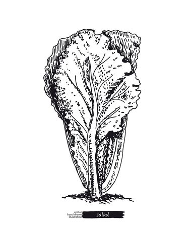 Salad isolated on white background. Line art style.のイラスト素材