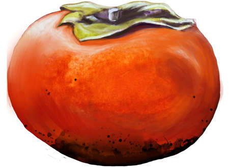 Persimmon fruit. Watercolor hand drawn illustration.の写真素材