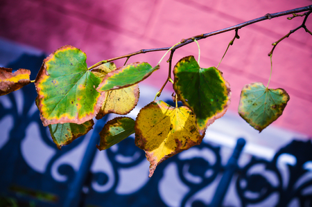 Tree branch with green and yellow leavesの写真素材