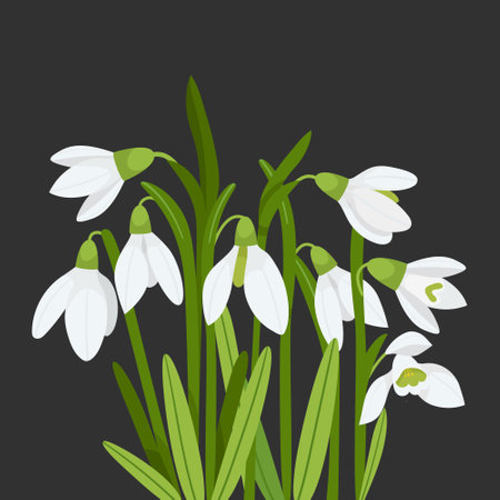 Card with bouquet Snowdrops flowersのイラスト素材