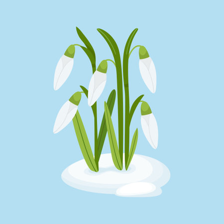Snowdrops bush with unblown buds in melting snow illustrationのイラスト素材