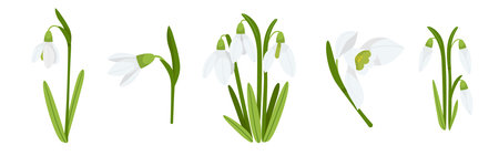 Snowdrops of different types on white backgroundのイラスト素材