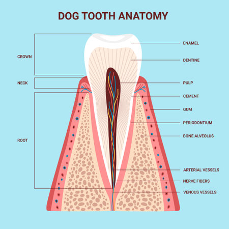 Dog anatomy tooth chart illustrationのイラスト素材