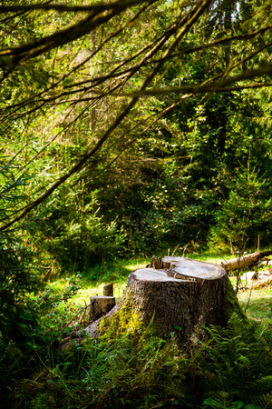 Tree stump in the green forest. Summer in the forest. Copy spaceの写真素材