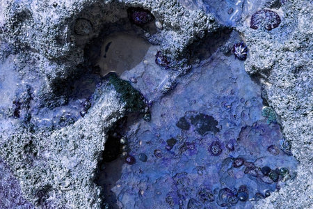 Macro shot of a blue and purple mineral on a rock.の写真素材
