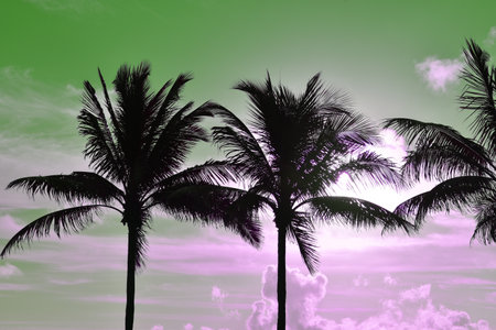 Palm trees silhouettes on sunset sky background. Tropical landscape.の写真素材