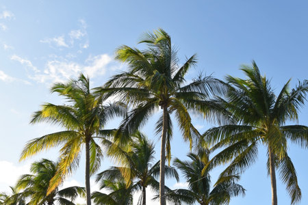 Coconut palm trees against the blue sky with clouds on a sunny day