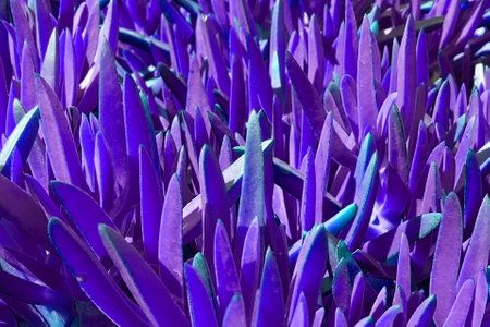 Purple flower background. Abstract background of purple flowers. Close-up.の写真素材