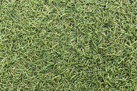 Green grass texture background. Artificial turf for soccer or football field.の写真素材