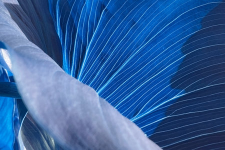 Close up of a blue tropical leaf texture background. Color of the year 2019.の写真素材