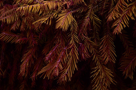 Close up of a branch of a coniferous tree with red leavesの写真素材