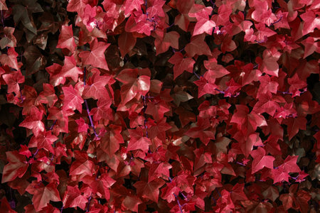 Red ivy leaves background. Red ivy leaves texture background.