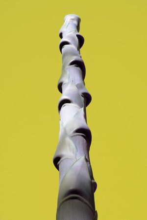Close-up of a bamboo stem on a yellow background. Vertical photo.の写真素材