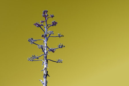 Silhouette of a blue agave plant against a yellow backgroundの写真素材