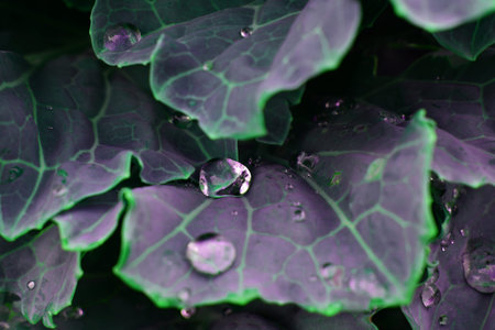 Close-up of a green cabbage with dew drops on itの写真素材