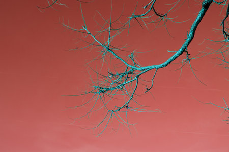 Dry tree branches on a red background, closeup of photoの写真素材