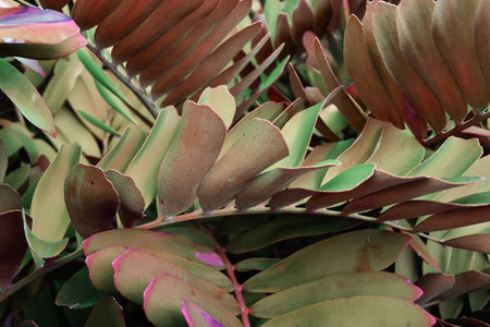 Close up view of the leaves of a tropical plant in a gardenの写真素材