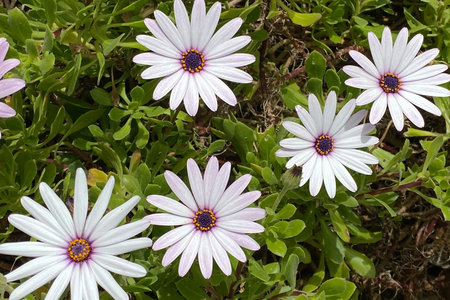 Flowers of the African daisy (Osteospermum)