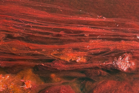 Red rock in the river. Abstract background and texture for design.の写真素材
