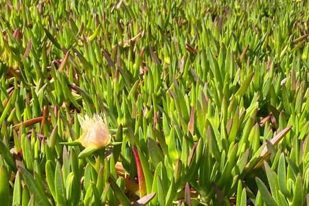 Carpobrotus edulis, also known as the ice plant, is a species of flowering plant in the family Carobobrotaceae.の写真素材